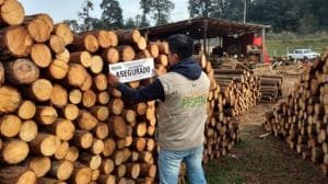 post CLAUSURA ASERRADERO HIDALGO PROFEPA 2