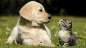 150612173542 mascota promo 624x351 thinkstock