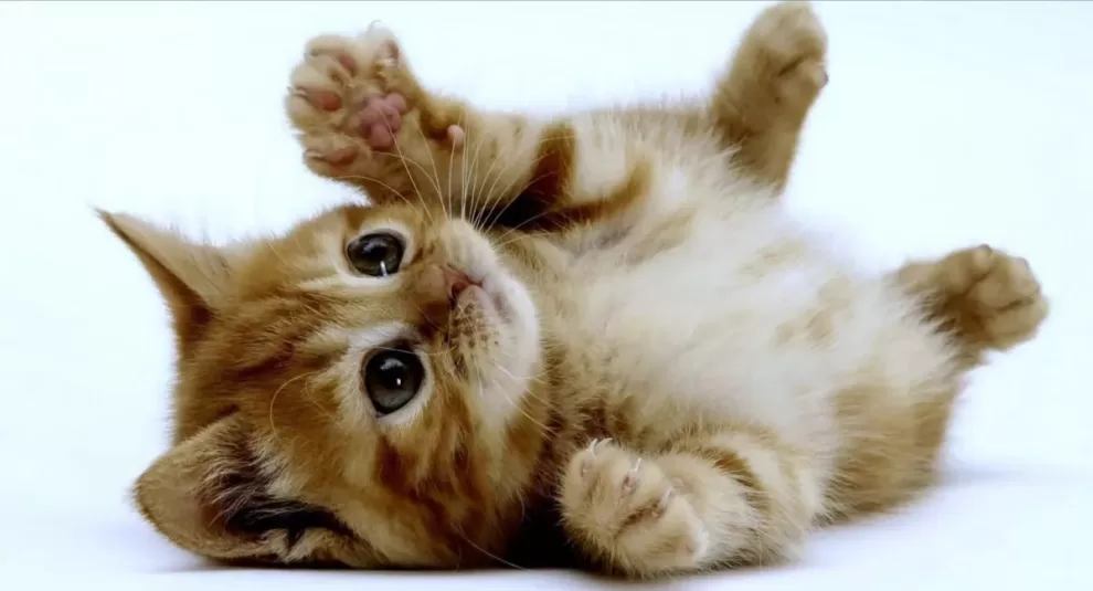 El misterioso mundo del ronroneo de los gatos y otros datos curiosos 10 WhatsApp Image 2023 08 29 at 12.37.23