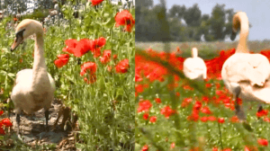 cisnes drogadictos 1