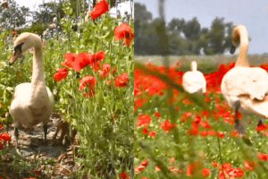 cisnes drogadictos 1