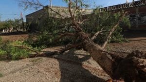 cortesia repondran arboles derribados lluvias