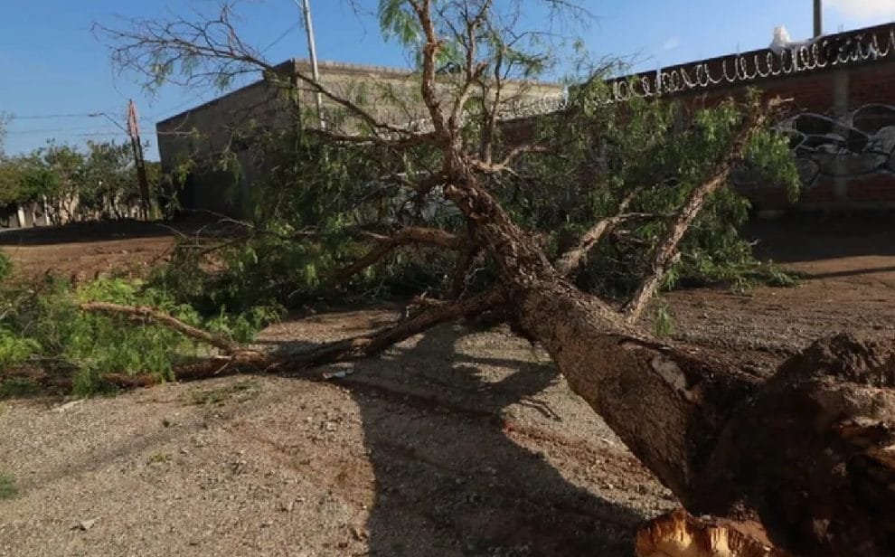 cortesia repondran arboles derribados lluvias
