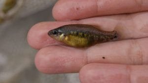 foto 1 pez tequila 1200x800 1