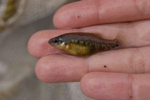 foto 1 pez tequila 1200x800 1