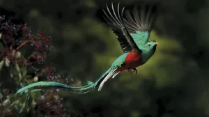 03 quetzal macho guatemala f373ec27 800x532