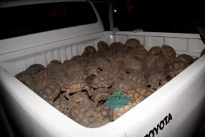 32a185f2e9050a9033ad10f3fcce5815