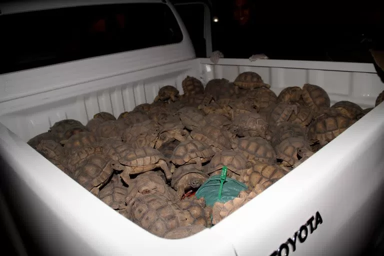 El tráfico de fauna silvestre arrasa con más de 135 especies en Argentina 10 32a185f2e9050a9033ad10f3fcce5815 jpg