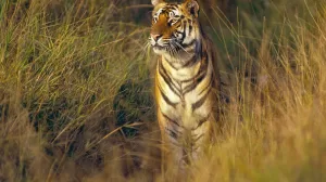 TIGRE