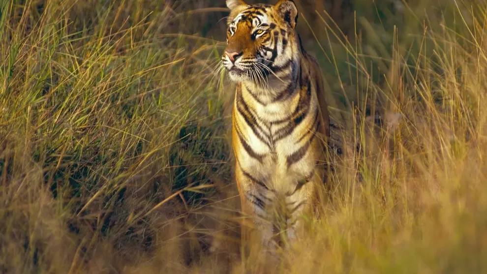 El Tigre de Bengala: La majestuosidad en peligro de extinción 10 TIGRE