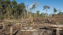 deforestacion
