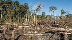 deforestacion