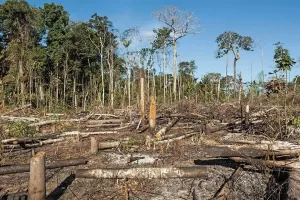 deforestacion