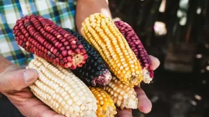 f850x638 3869 81358 5050