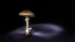 naturepl 01339486