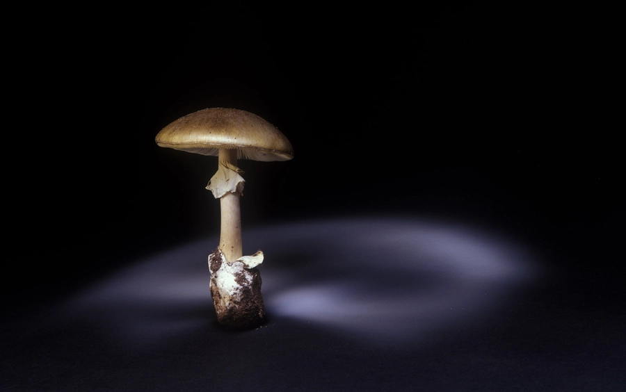 El hongo de la muerte, una amenaza silenciosa que se extiende por el mundo 10 naturepl 01339486