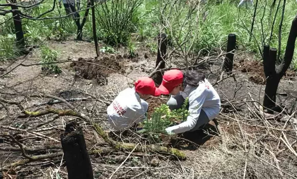 reforesta cuajimalpa 5 1 1024x618 1