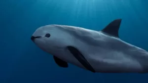 vaquita marina la marsopa mexicana que sobrevive en el mar de cortes 1280x720 1