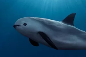 vaquita marina la marsopa mexicana que sobrevive en el mar de cortes 1280x720 1