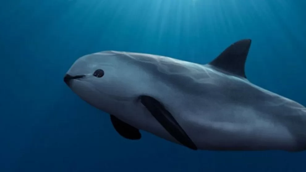 México presenta un ambicioso plan de preservación para la vaquita marina ante la UNESCO 10 vaquita marina la marsopa mexicana que sobrevive en el mar de cortes 1280x720 1