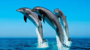 15 hechos curiosos sobre delfines 1100x619 1