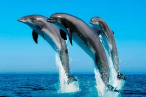 15 hechos curiosos sobre delfines 1100x619 1
