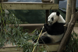 178b27 5b07e260191d4c73b7eb361e34671f27mv2