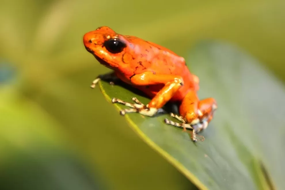 Anfibios en peligro: cómo el cambio climático amenaza a 2,000 especies 11 Imagen de WhatsApp 2023 10 11 a las 16.58.18 e8cf3114