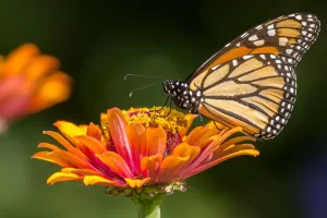 MonarchKathyLichtendahl 4000x2200