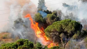 consecuencias de los incendios forestales 234 orig