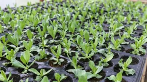 imgpsh fullsize anim 1