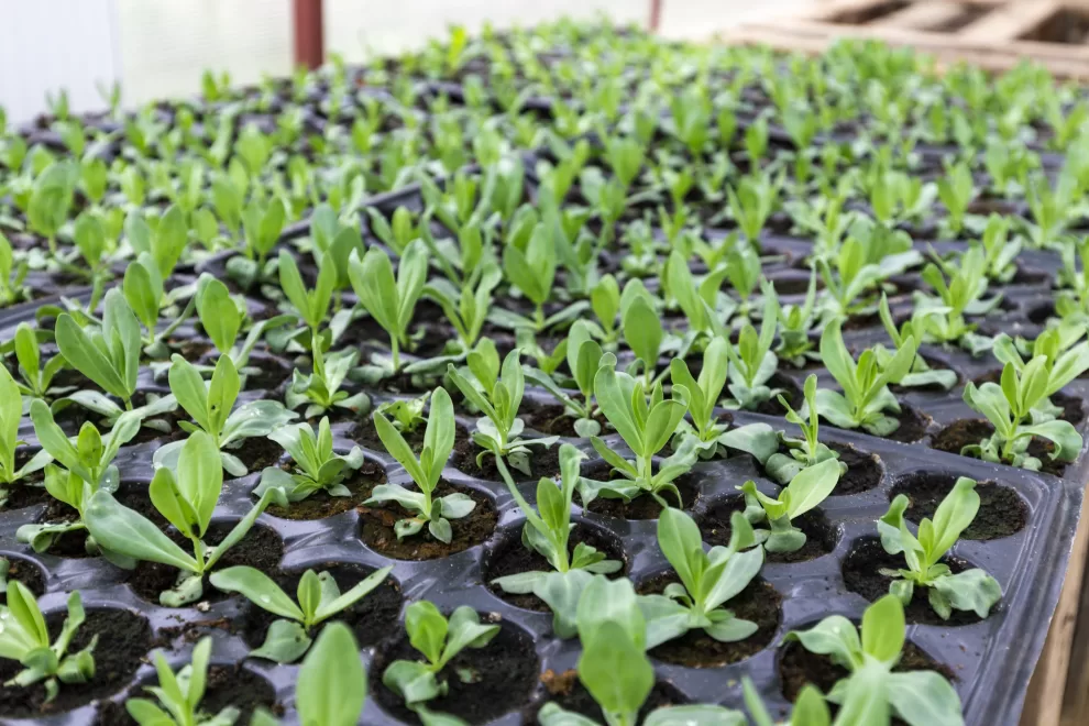 ASIPONA Veracruz transforma Laguna Cabana en el Día del Medio Ambiente 10 imgpsh fullsize anim 1