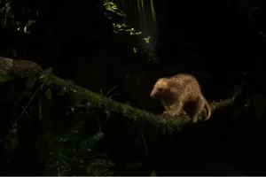 los osos hormigueros sedosos podrian sumar una nueva especie proximamente