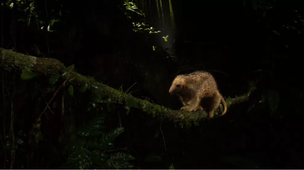 los osos hormigueros sedosos podrian sumar una nueva especie proximamente
