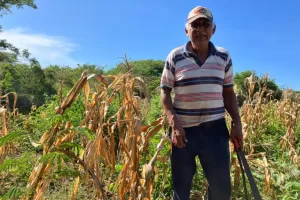 maiz Diana Manzo2 768x576 1