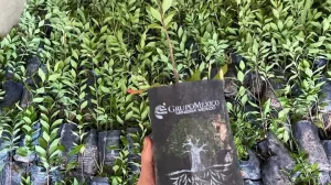 mega reforestacion en Delicias
