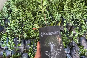 mega reforestacion en Delicias