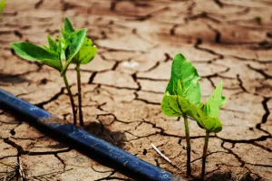 produccion de alimentos cambio climatico