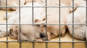 prohibiran venta perros y gatos tiendas animales en francia desde 2024 972145