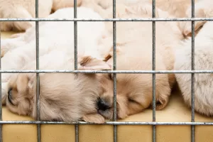 prohibiran venta perros y gatos tiendas animales en francia desde 2024 972145