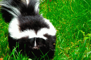 zorrillo entrada sealtiel