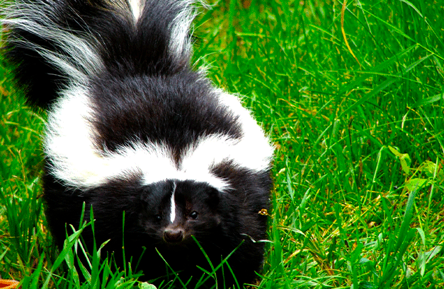 Los zorrillos pueden perder sus rayas y ahora quizás sepamos el motivo 10 zorrillo entrada sealtiel