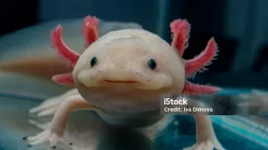 istockphoto 1401377395 1024x1024 1