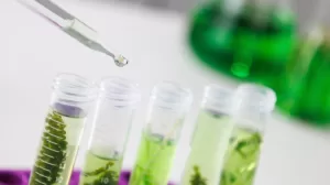 bioproductos en la industria maderera chilena 1