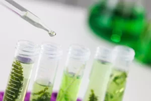 bioproductos en la industria maderera chilena 1