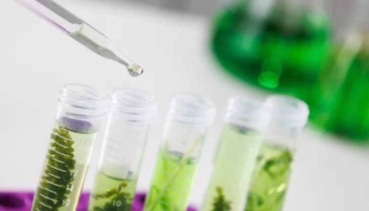 bioproductos en la industria maderera chilena 1 jpg