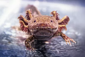 231214 aca8 des f1 Noche por el anfibio