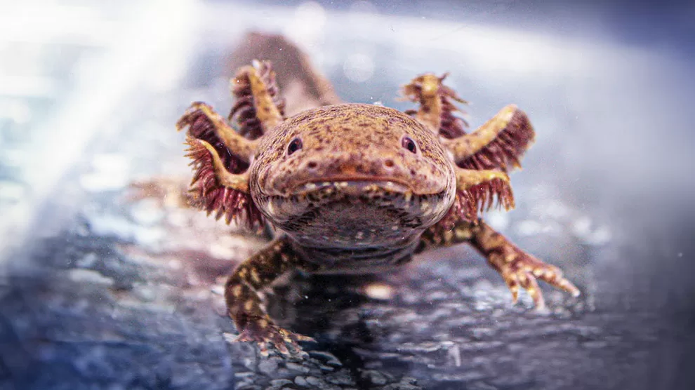 “Campaña Adoptaxolotl 2024 Supera Metas con 700+ Adopciones para Preservar el Ajolote en México” 10 231214 aca8 des f1 Noche por el anfibio jpg