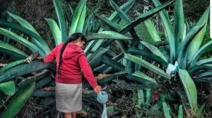 279250549 5074353009351423 4050072021710566607 n