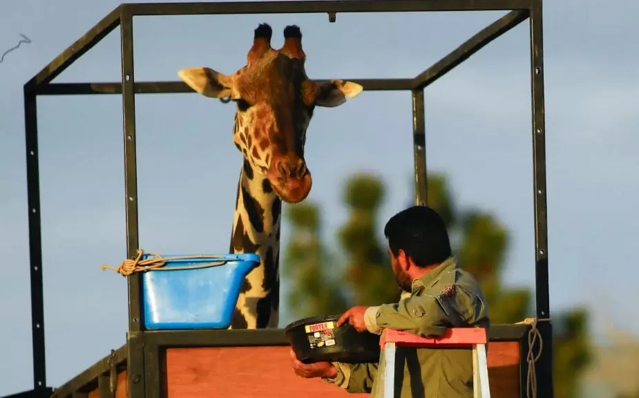 Traslado de la jirafa Benito a Africam Safari 11 GEdgvE XIAA5LLY jpeg